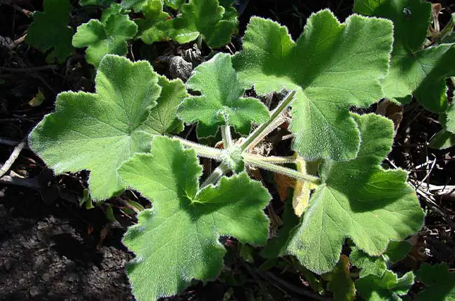 Peppermint geranium