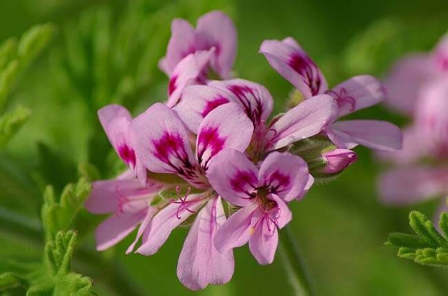 Rose geranium