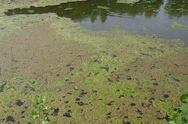 algae are aquatic and often appear as a slimy or gelatinous mass with no structure