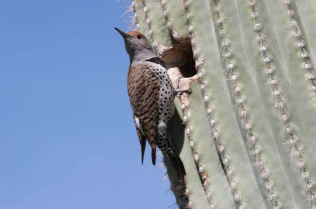 gilded flicker making holes in cactus