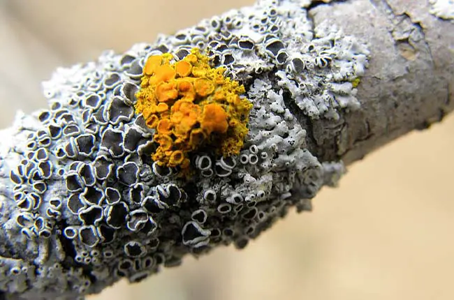lichens displaying a unique yellow color