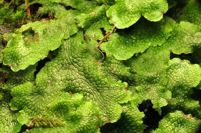 liverworts have a flattened structure