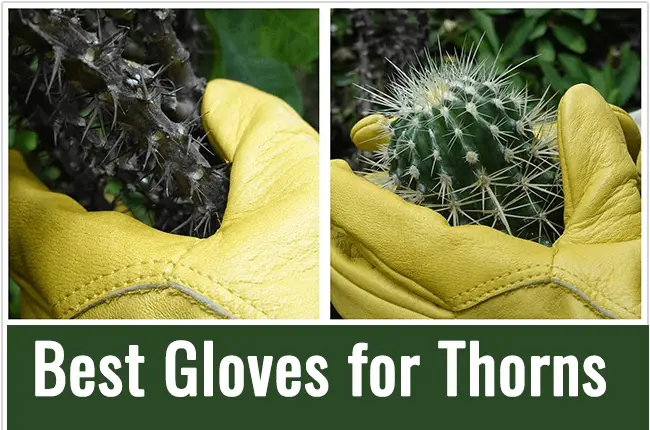 durable gloves for thorns