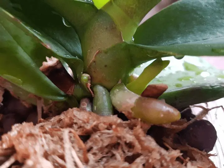 orchid stem vs root