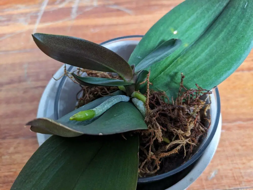 orchid roots vs spike
